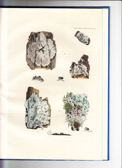 Descriptions of Four New British Lichens. By…