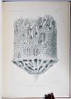 An Account of the Indian Triaxonia collected by the Royal Indian Marine Survey Ship Investigator
