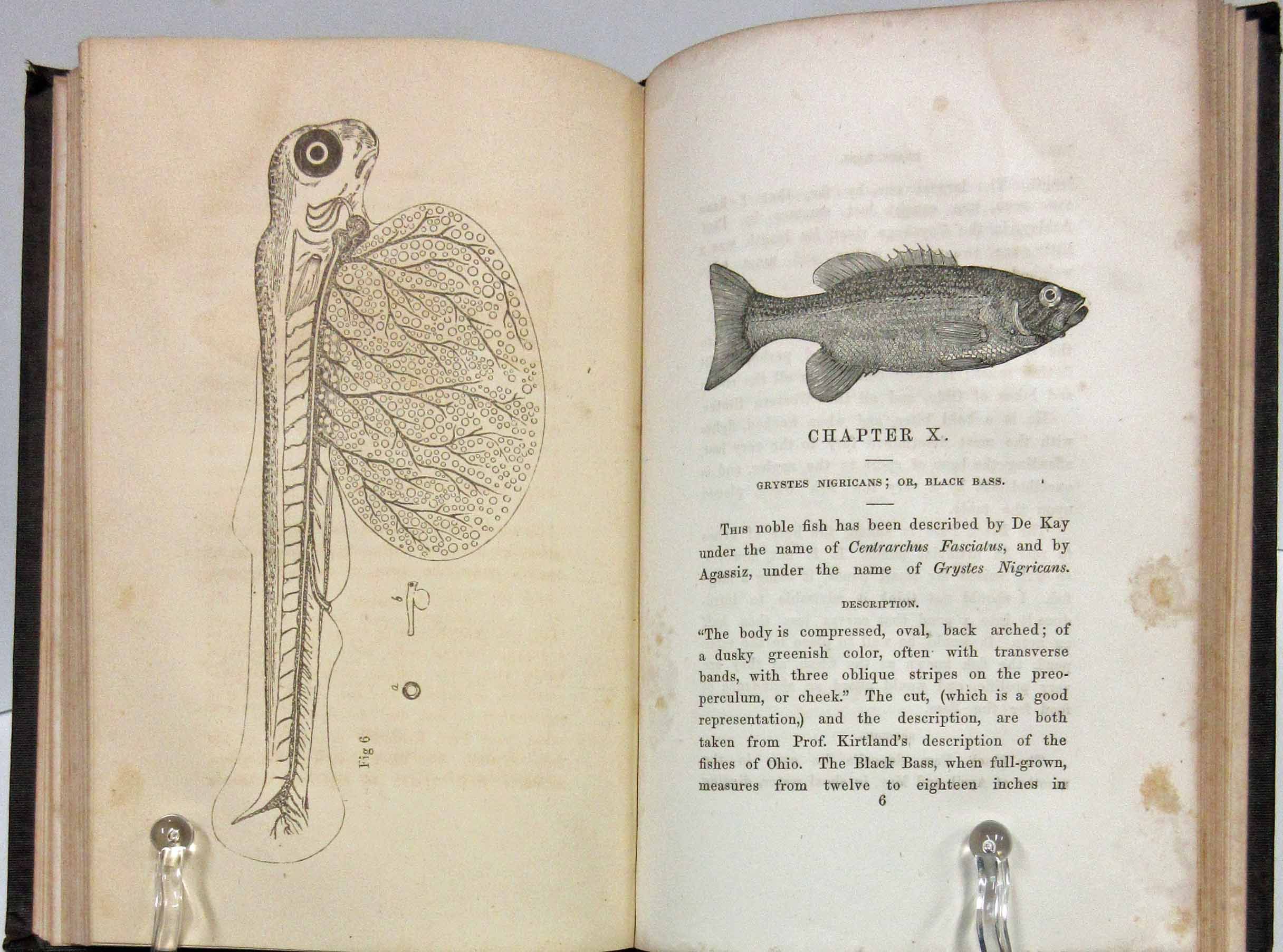 A TREATISE ON THE ARTIFICIAL PROPAGATION OF CERTAIN KINDS OF FISH, WITH