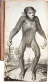 Orang–Outang, sive Homo Sylvestris; or, The Anatomy of a Pygmie