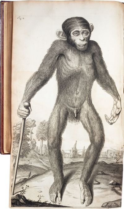 Orang–Outang, sive Homo Sylvestris; or, The Anatomy of a Pygmie