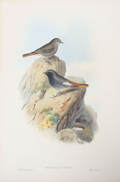 Ruticilla Tithys. Black Redstart.
