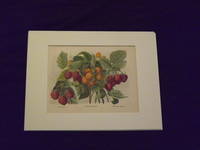 The Fruit Grower's Guide: Berries.