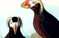 Tufted Auk. From The Birds of America (Amsterdam Edition)
