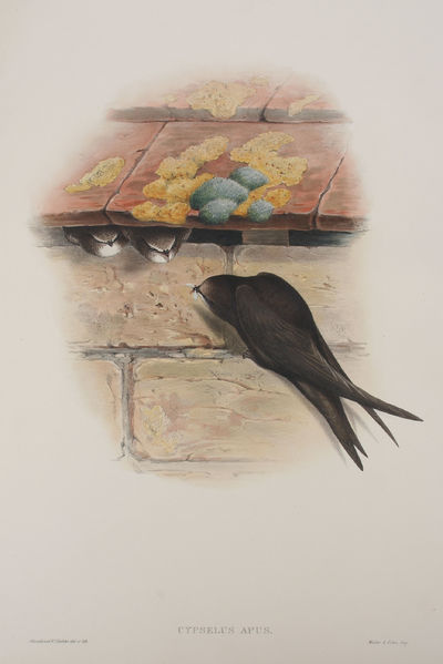 Cypselus Apus. Swift.