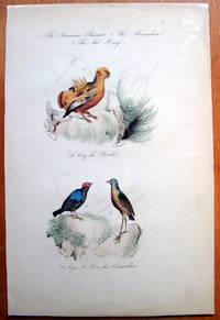 Antique Bird Print. Griffons. by Edouard Travies - from Ken Jackson (SKU: 240837)