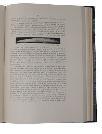 Zoologia Danica. Afbildninger af Danske Dyr med populær Text. 2det Bind: Fiske. Med 33 Kobbertavler. (photo 5)