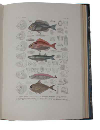 Zoologia Danica. Afbildninger af Danske Dyr med populær Text. 2det Bind: Fiske. Med 33 Kobbertavler. (photo 7)