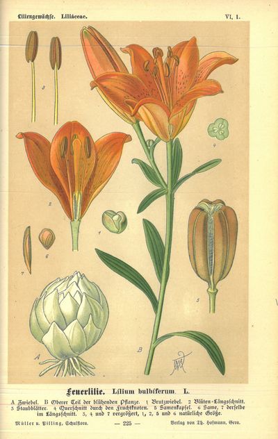 Deutsche Schul-Flora herausgegeben von (...). Mit 240 Abbildungen in feinstem Farbendruck. I-II. (photo 4)