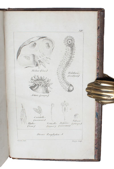 Tableau élémentaire de l'Histoire Naturelle des Animaux. (photo 3)
