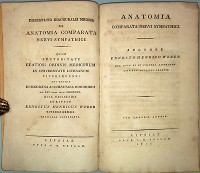 Anatomia comparata nervi sympathici