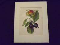 The Flower Grower's Guide: Plums.