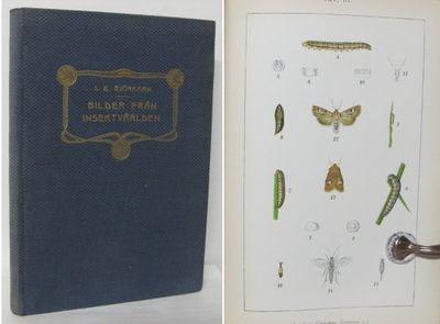 Bilder från insektsvärlden