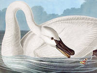 Trumpeter Swan. From The Birds of America (Amsterdam Edition)