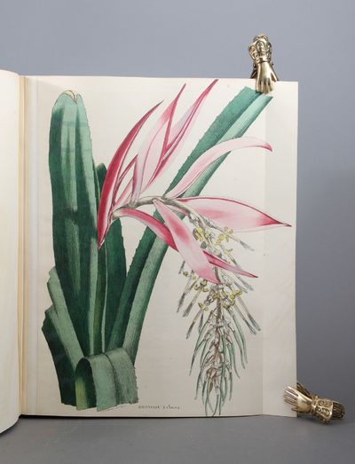 Flora eller Colorerede Afbildninger af…