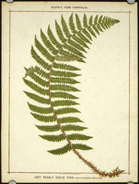 cover of Soft Prickly Shield Fern - Polystichum Angulare.