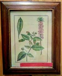 image of BELLADONNA_DAPHNE MEZEREUM