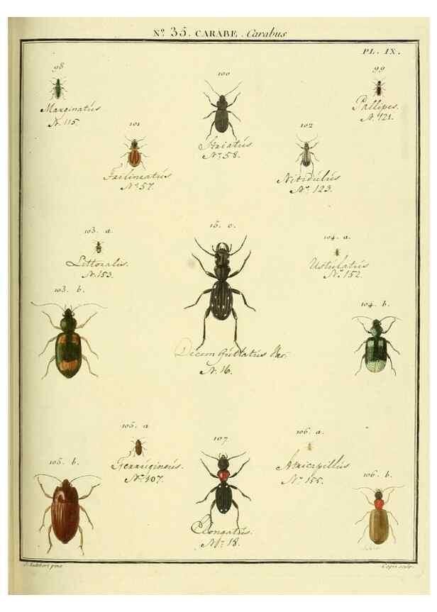 Reproducción/Reproduction 8112706642: Entomologie, ou, Histoire ...