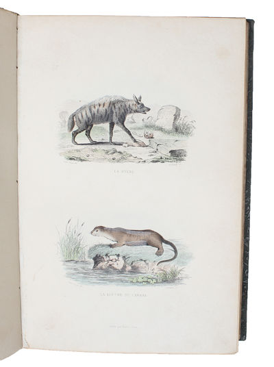 Oeuvres Complétes de Buffon, avec des Extraits de Daubenton et la Classification de Cuvier. 6 vols. + Plates. (Vol. 1-2: Materies Generales,Theorie de la Terre, Mineraux - vol. 3-4: Mammafieres. - vol. 5-6: Oiseaux). (photo 3)