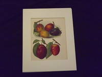 The Flower Grower's Guide: Plums.