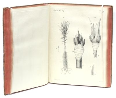 Fundamentum Historiae Naturalis muscorum frondosorum concernens eorum flores, fructus, seminalem propagationem. Adjecta generum dispositione methodica, iconibus illustratis. I-II. (photo 3)