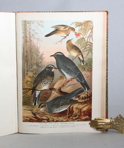 Naturgeschichte der Vögel Mitteleuropas. Neu bearbeitet von ... Herausgegeben von Dr. Carl R. hennicke in Gera. 12 volumes. (photo 2)
