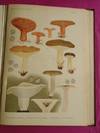 FLORA AGARICINA DANICA (complete in Six volumes)