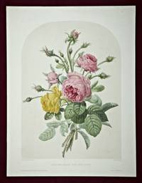 A HAND-COLORED LITHOGRAPH, ROSES MOUSSEUSES, ROSE JAUNE-SONFRE.