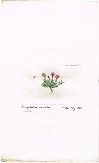 Tab. XXI. Silene acaulis (Fjellsmelle). Utg. av…