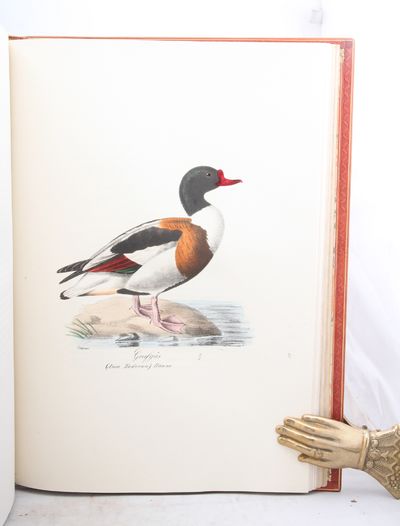 Illuminerade figurer till Skandinaviens fauna, med text. I-II. (photo 3)