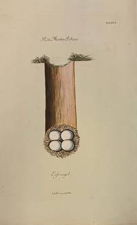 Eissvogel [Kingfisher]