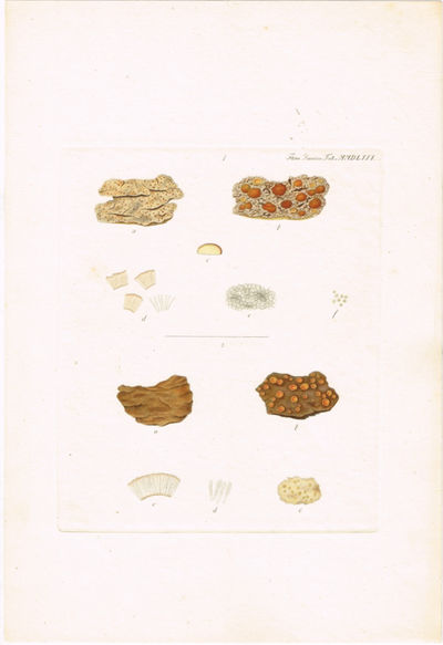 Tab. MMDLXIX. Biatora vernalis Fr. Utg. av F. M.…