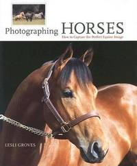 Photographing Horses : How to Capture the Perfect Equine Image