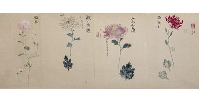 A large-format scroll on paper, entitled on manuscript paper label on outside “Tsukuri giku oyoso sanjuppin” 作菊 凡 三十品 (“Cultivating Chrysanthemums, About 30 Varieties”), containing 30 colorful displays of the flower