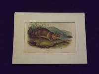 image of Quadrupeds of North America: Sewellel.