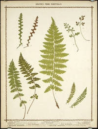 cover of 1. Alpine Polypody... 2. Lanceolate Spleenwort... 3. Lanceolate Spleen wort... 4. Scaly Spleenwort... 5. Scaly Spleenwort... 6. Rock Spleenwort... 7. Rock Spleenwort... 8. Rue-Leaved Spleenwort... 9. Rue-Leaved Spleenwort...