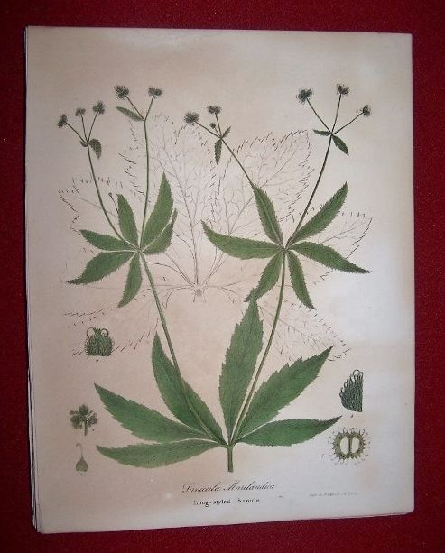 Sanicula Marilandica - Long-styled Sanical by Torrey, John - 1843