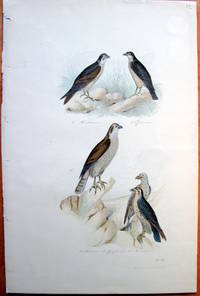 Antique Bird Print. Vultures. by Edouard Travies - from Ken Jackson (SKU: 240835)