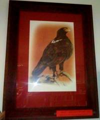 image of AQUILA VEREAUXI, BLACK EAGLE