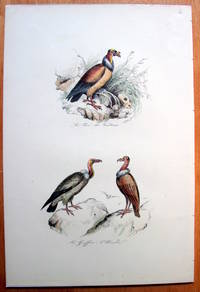 Antique Bird Print. Buzzards.