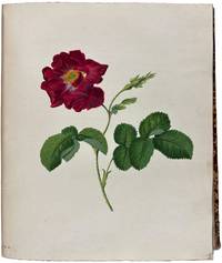 Die Rosen nach der Natur gezeichnet und colorirt mit kurzen Botanischen Bestimmungen begleitet (traduit de l'Allemand par M. de Lahitte)