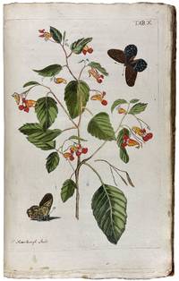 Plantae rariores vivis coloribus depictae