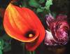 Araki By Araki: The Photographer's Personal Selection. 1963-2002 [SIGNED]