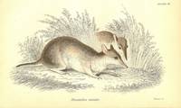 Phalangista vulpina (Vulpine Phalanger).