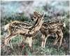 Two Fawns, Yellowstone Park