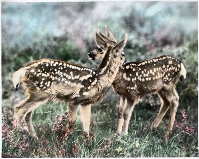 Two Fawns, Yellowstone Park