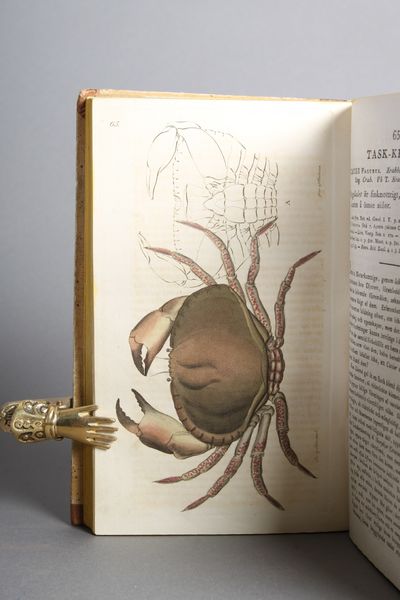 Svensk Zoologi, forfättad af C. Quensel. Med illuminerade figurer, tecknade af J. W. Palmstruck. Bind 1-2. (photo 3)