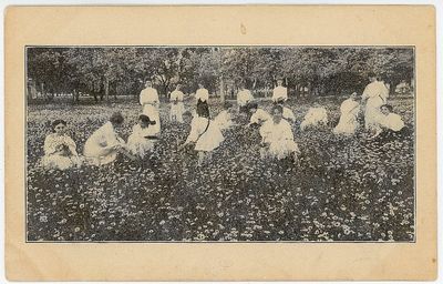 The Bethany Daisies - a field of daisies coincides with graduation