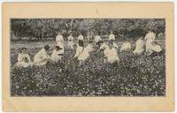 The Bethany Daisies - a field of daisies coincides with graduation