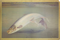 [Atlantic Salmon] Two Unrecorded Prints for Forest, Lake and River by F. M. Johnson